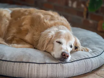 Can Dogs Get Strep Throat? Vet Reviewed Prevention & Treatments