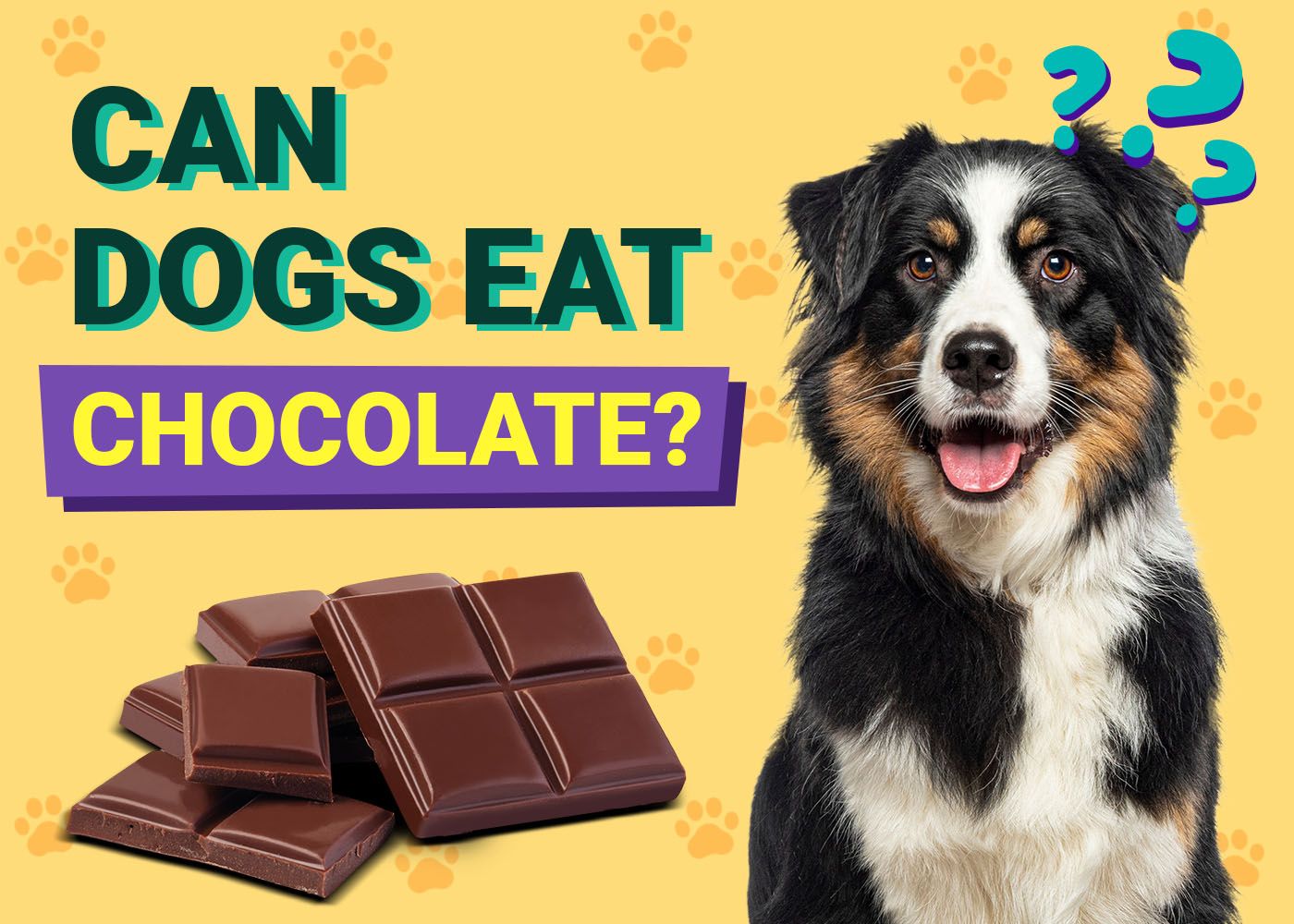 Can Dogs Eat Chocolate
