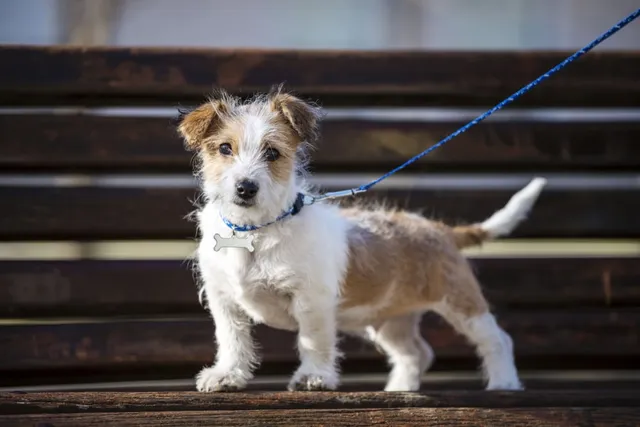 10 Great Off-Leash Dog Parks in Houston, TX You Can Visit in 2026