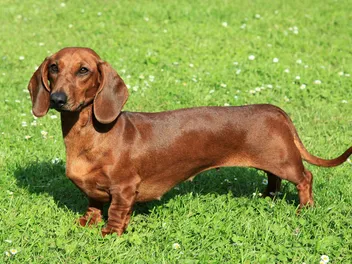 How Far Can Dachshunds Walk? Vet-Verified Facts & FAQ