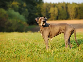 When Should I Spay or Neuter My Great Dane? Vet Approved Facts