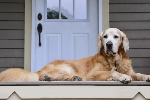 Are Golden Retrievers Good Guard Dogs? Reasons & Facts