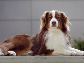 Red Tri Australian Shepherd: Info, Pictures, Origin & History