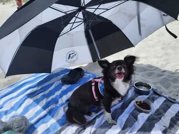 Traveling With a Dog: Why We Take Penny on Trips