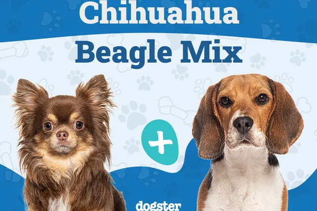 Cheagle (Chihuahua & Beagle Mix): Info, Pictures, Care & More