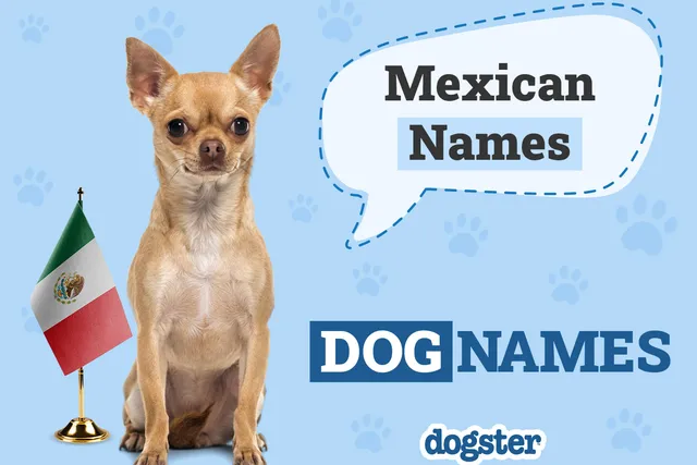 250+ Mexican Dog Names: Meaningful Ideas for Your Perrito