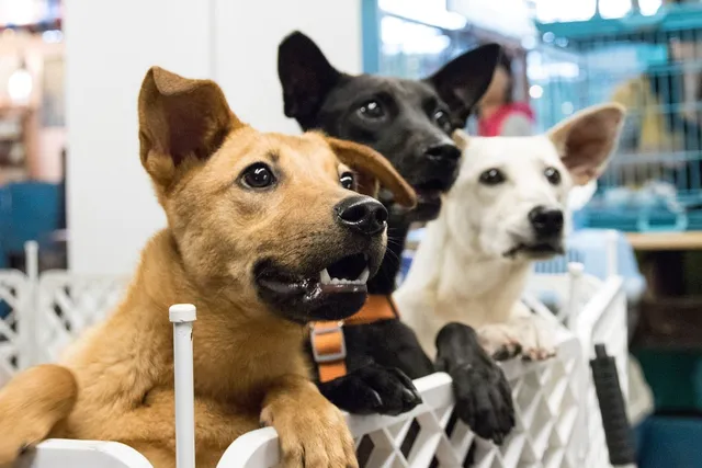 Short Term Foster Care for Dogs: Pros & Cons (Vet-Reviewed)