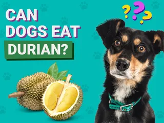 Can Dogs Eat Durian? Vet-Verified Nutrition Facts & Safer Alternatives