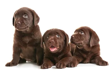 Labrador Retriever Puppies for Sale in Connecticut: 2026 Breeders List