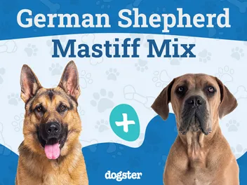German Shepherd Mastiff Mix Dog Breed: Info, Pictures, Care & More