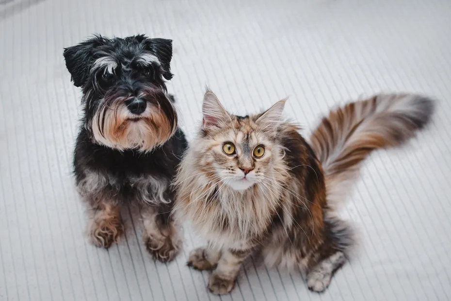 Cat and Miniature Schnauzer