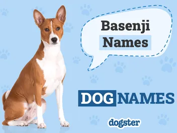 100 Popular & Unique Basenji Names: Ideas for Friendly & Energetic Dogs