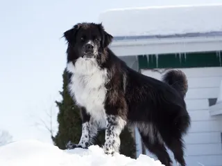 Do Dogs Understand the Changing of the Seasons? Vet-Verified Facts & FAQ