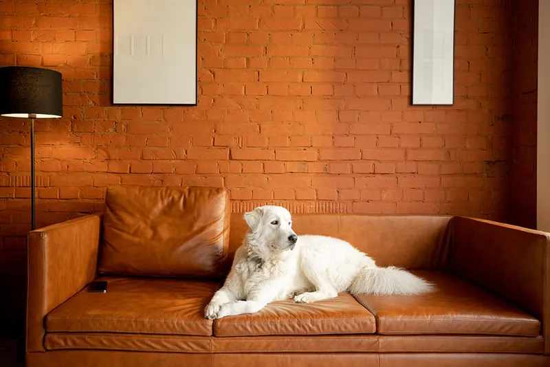 maremmano-abruzzese sheepdog_RossHelen_Shutterstock