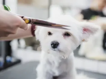 15 Awesome Maltese Haircuts and Hairdos (With Pictures & Grooming Tips)