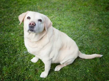 How to Spot Dog Obesity Before it Becomes a Bigger Problem
