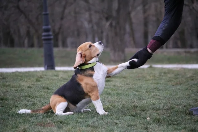 How Do I Train a Beagle? 7 Vet Approved Training Tips