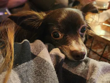 Dogs and Mental Health: 5 Ways Penny Helps Me Mentally