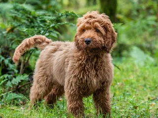 Apricot Cockapoo: Info, Pictures, Origin & History