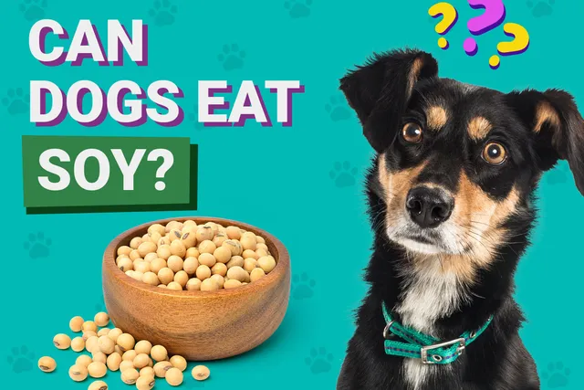 Can Dogs Eat Soy? Vet-Reviewed Nutrition Facts & Info