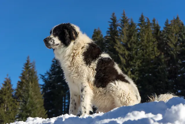 Bukovina Sheepdog: Breed Info, Pictures, Traits & Care