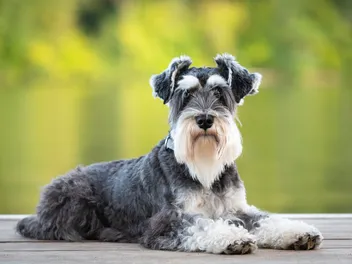 Miniature Schnauzer Dog Breed: Info, Pictures, Traits & More