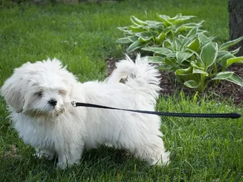 10 Best Dog Leashes for Puppies in 2026 - Reviews & Top Picks