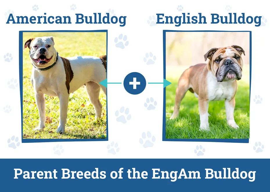 Parent Breeds of the EngAm Bulldog