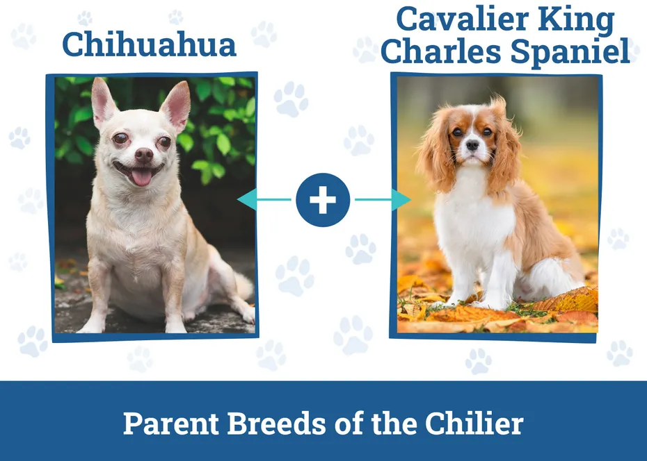 Parent Breeds of the Chilier