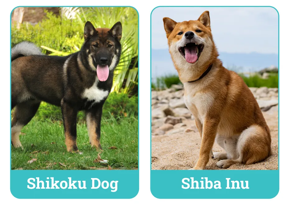 Shikoku Dog vs. Shiba Inu