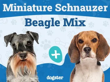 Schneagle (Beagle & Miniature Schnauzer Mix): Info, Pictures & Care