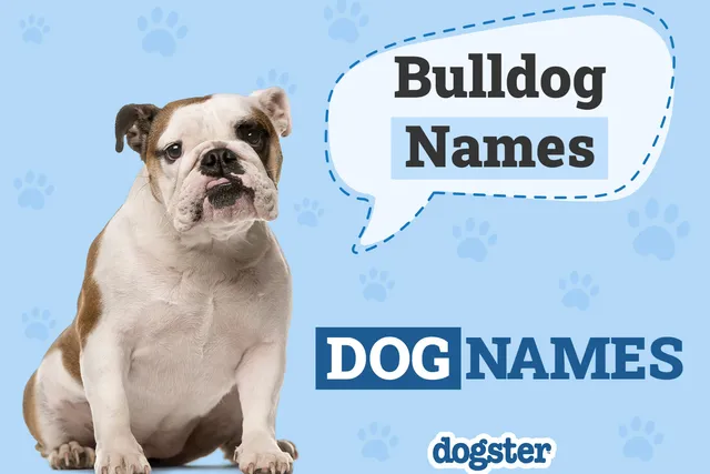 150+ Bulldog Names: Bold, Beautiful & Best Ideas for Your Bulldog