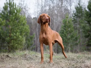 12 Vizsla Pros and Cons: Vet-Reviewed Traits & Characteristics