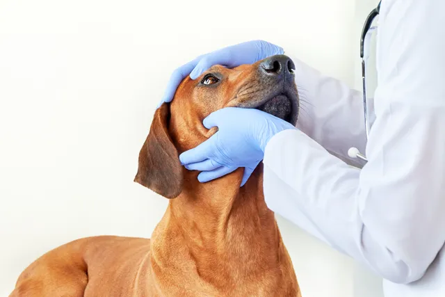 Entropion in Dogs: Our Vet Explains Signs & How to Treat It