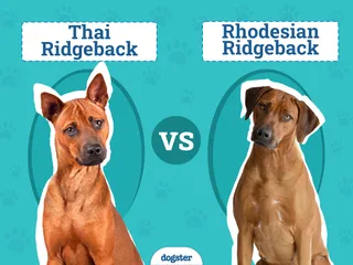 Thai vs Rhodesian Ridgeback: Breed Comparison (With Pictures)