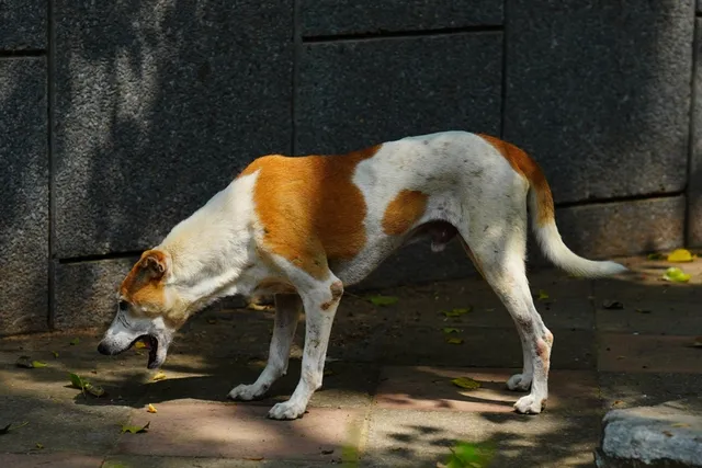 Antifreeze Poisoning in Dogs: Dangers, Toxicity & Treatments (Vet Answer)