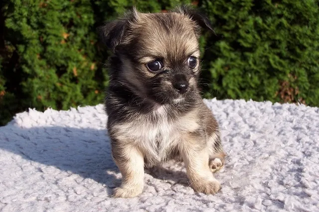 Dach Griffon Dog Breed: Info, Pictures, Care & More