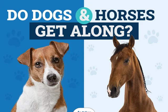 Can Horses and Dogs Be Friends? 7 Safe Introduction Tips (Vet Answer)