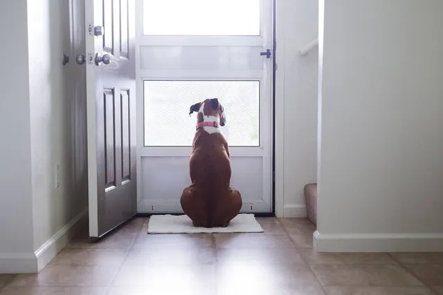 How to Help a Dog With Separation Anxiety: 8 Vet-Verified Tips & Steps