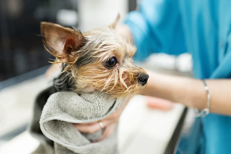 Yorkshire Terrier being wiped down after a bath