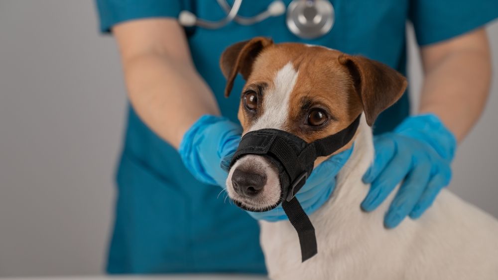 veterinarian examines a Jack Russell Terrier dog wearing a cloth muzzle