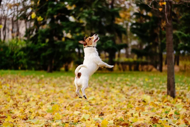 How to Keep Your Dog From Escaping Your Yard: 6 Vet-Reviewed Causes & Prevention Tips