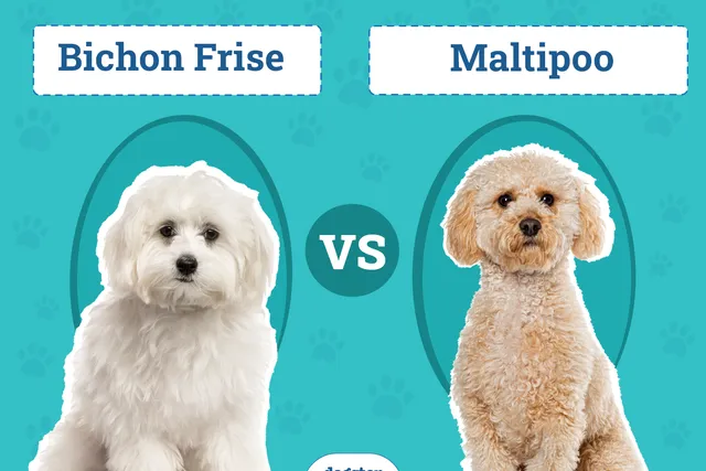 Bichon Frise vs. Maltipoo: The Differences (With Pictures)