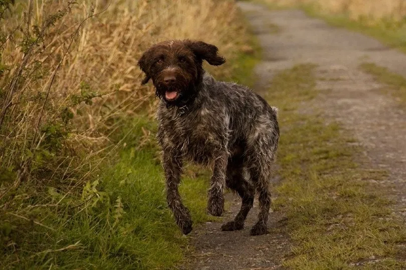 Wirehaired-Pointing-Griffon-running-in-the-field