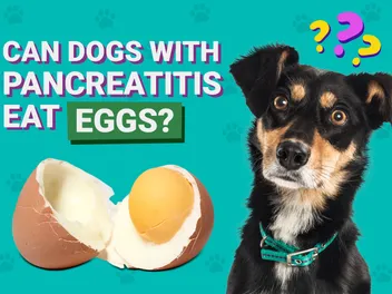 Can Dogs With Pancreatitis Eat Eggs? Vet-Approved Facts & FAQ