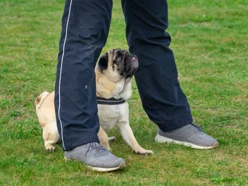 How to Train a Pug: 11 Vet-Reviewed Tips & Tricks