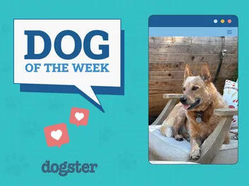 Dogster Photo Contest: Dogs of the Week Winners (December 11, 2025)
