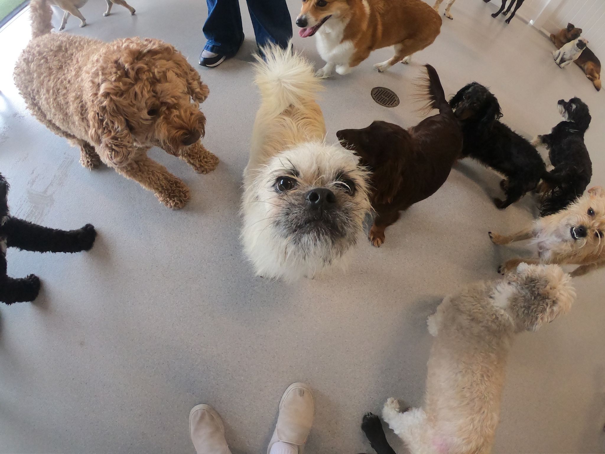 Gizmo hamming it up at doggy daycare