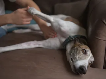 How to Massage Gas Out of a Dog: 4 Vet Recommended Techniques