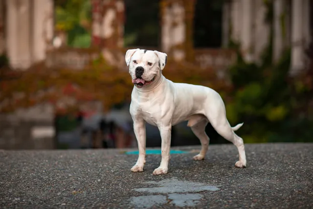 American Bulldog: Breed Info, Pictures, Facts, Traits & Care